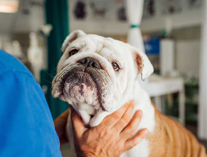 Why Natural Heartworm Treatment Doesn